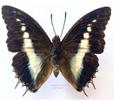 Charaxes brutus (Madagascar)